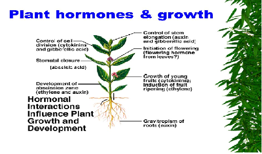 gk-questions-and-answers-on-biology-plant-hormones